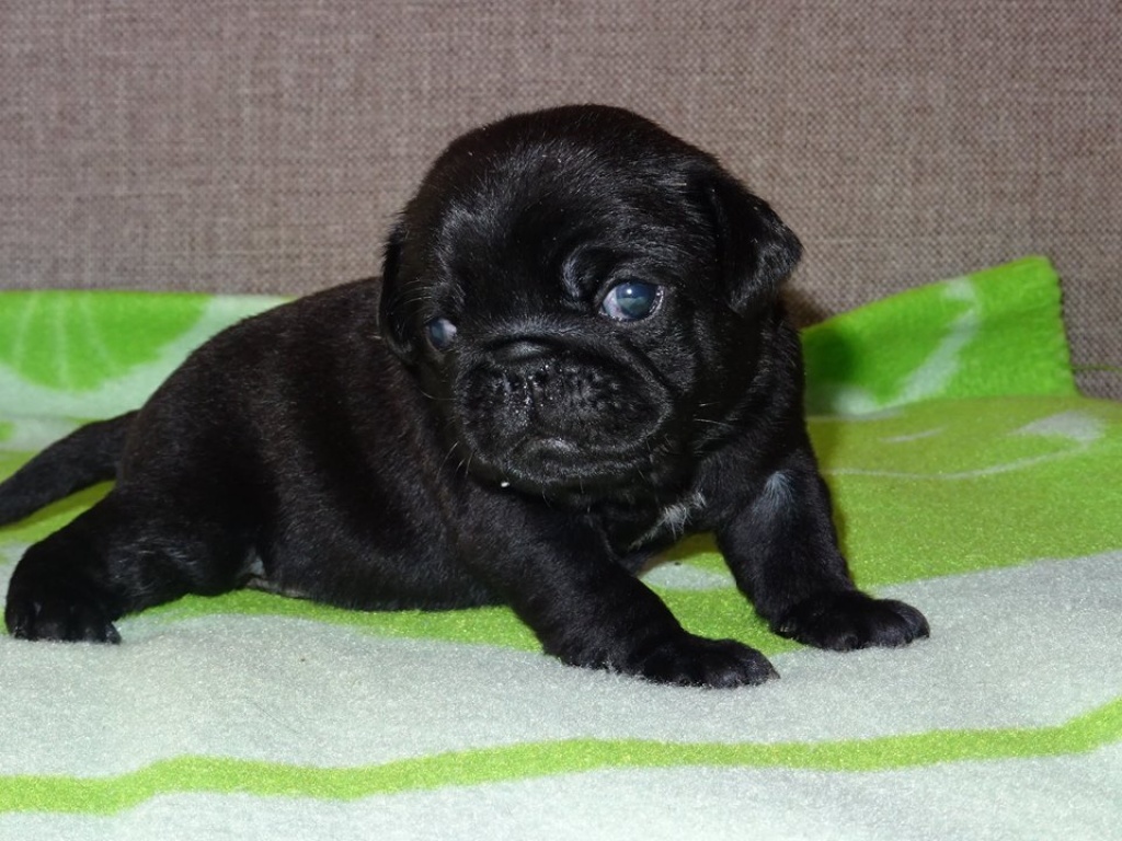 Mops welpen zu vekaufen Mops