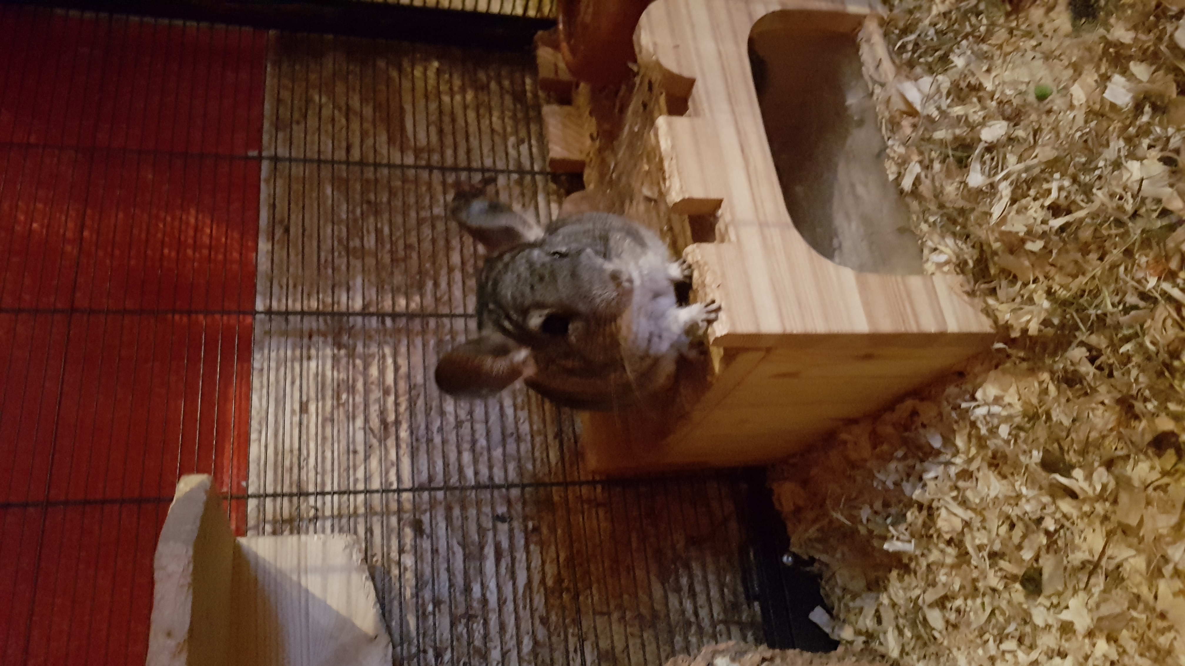 4 Chinchilla + Käfig + alles was dazu gehört!!! - Chinchillas