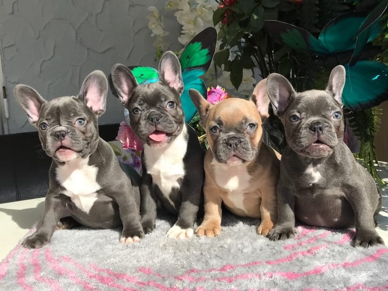 Hunde Rassehunde Franzosische Bulldogge Tieranzeigen