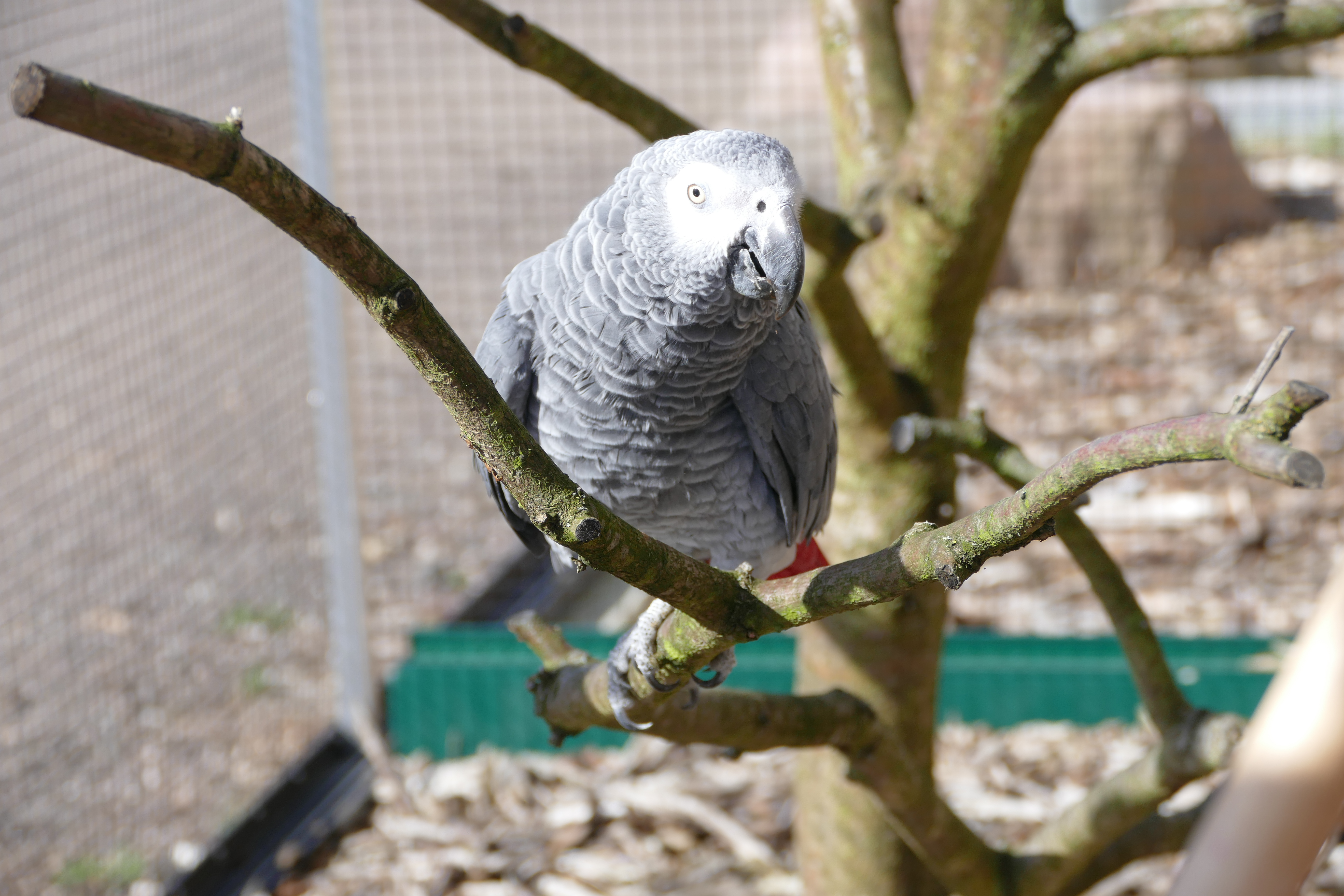 Vögel Papageien Grau Papagei Tieranzeigen Vögel Papageien Grau Papagei Tieranzeigen