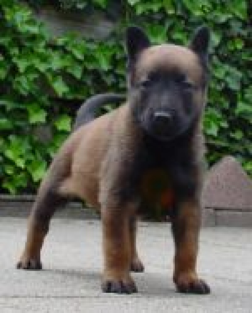 Malinois kennel Regulus Malinois