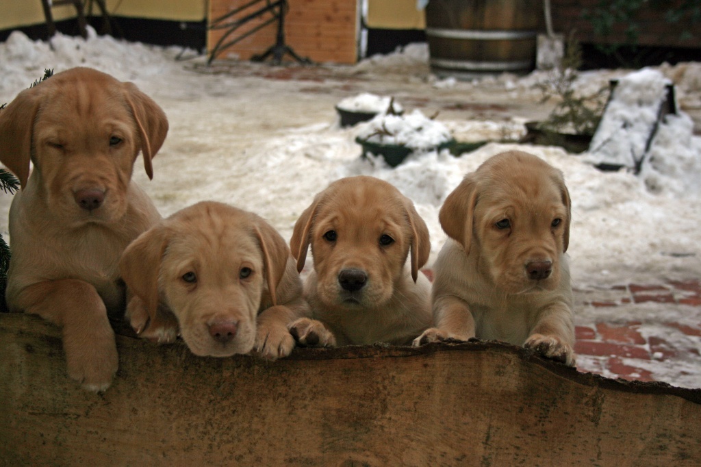 Susse Gelbe Labradorwelpen Aus Liebevoller Zucht Labrador