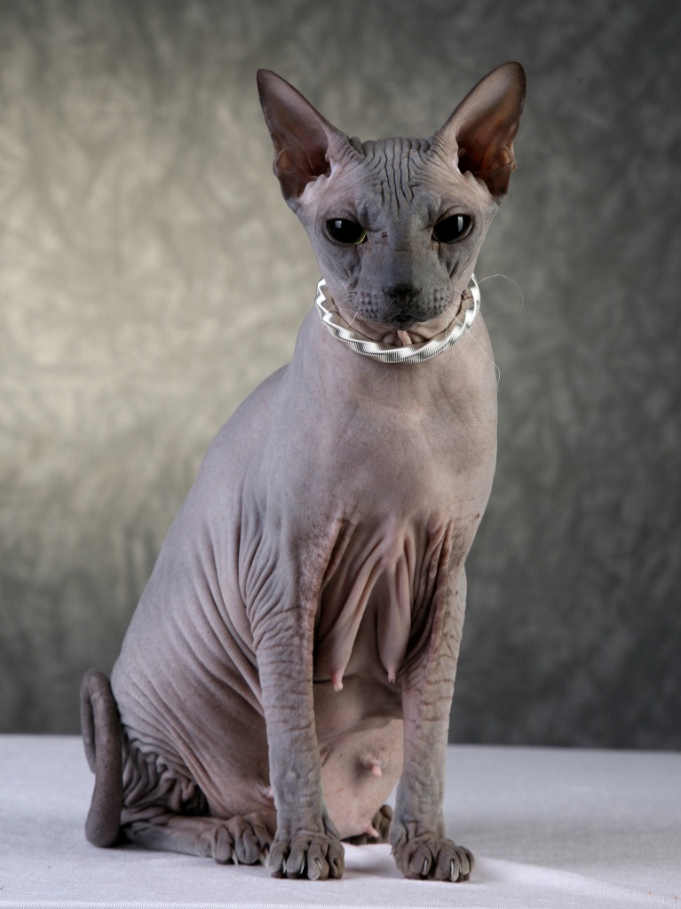 Katzen - Rassekatzen - Sphynx Tieranzeigen Seite 1