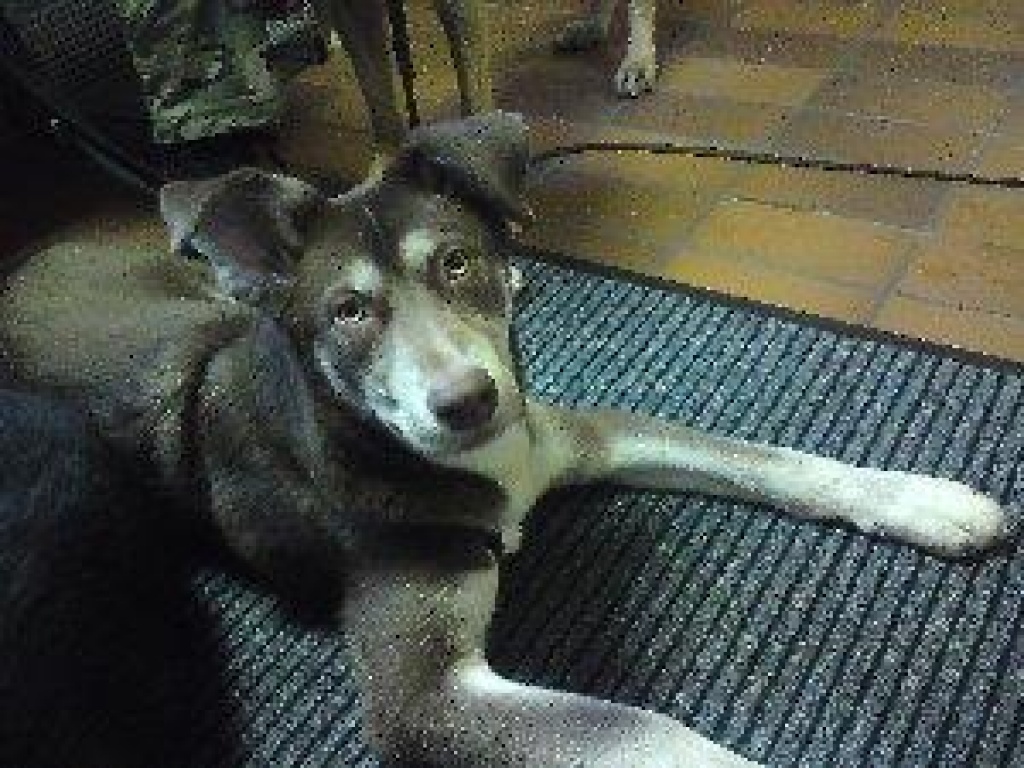 Husky-Mix (6 Monate) Sucht Liebevolles Zuhause - Mischlinge