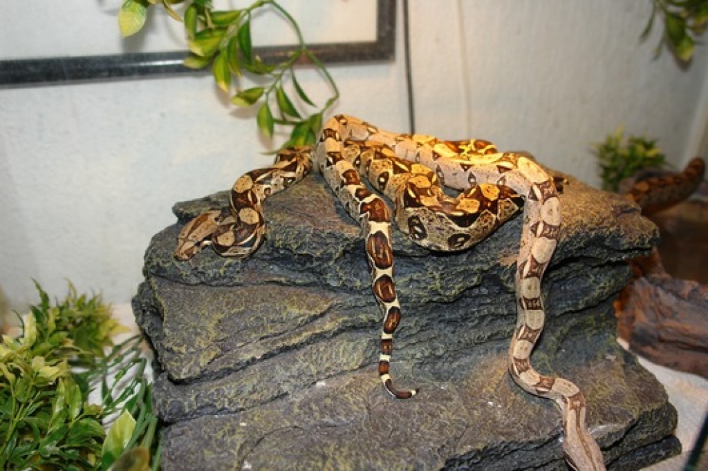 Boa Constrictor Imperator zu verkaufen - Boa