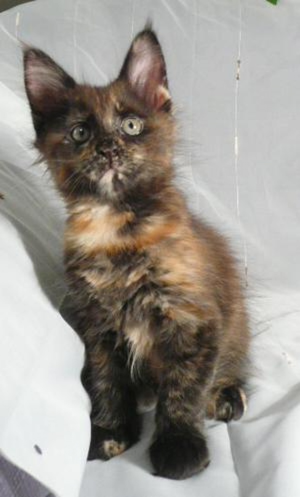 Tortie Maine Coon Cats