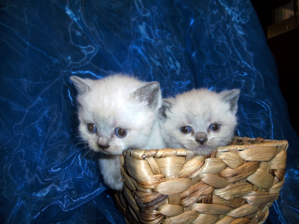 Tieranzeigen Katzenbaby Kleinanzeigen