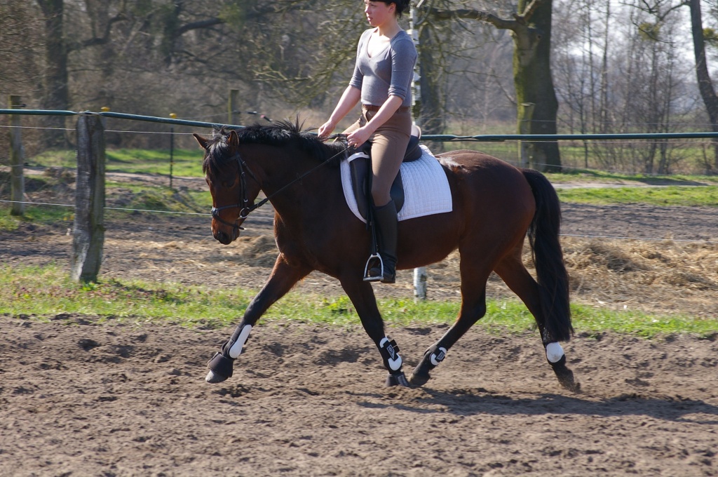 Deutsches Reitpony - Ponys und Kleinpferde