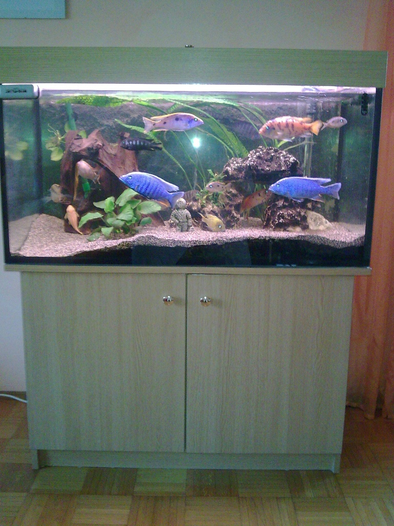 Aquarium mit Malawiseechichliden - Aquarien