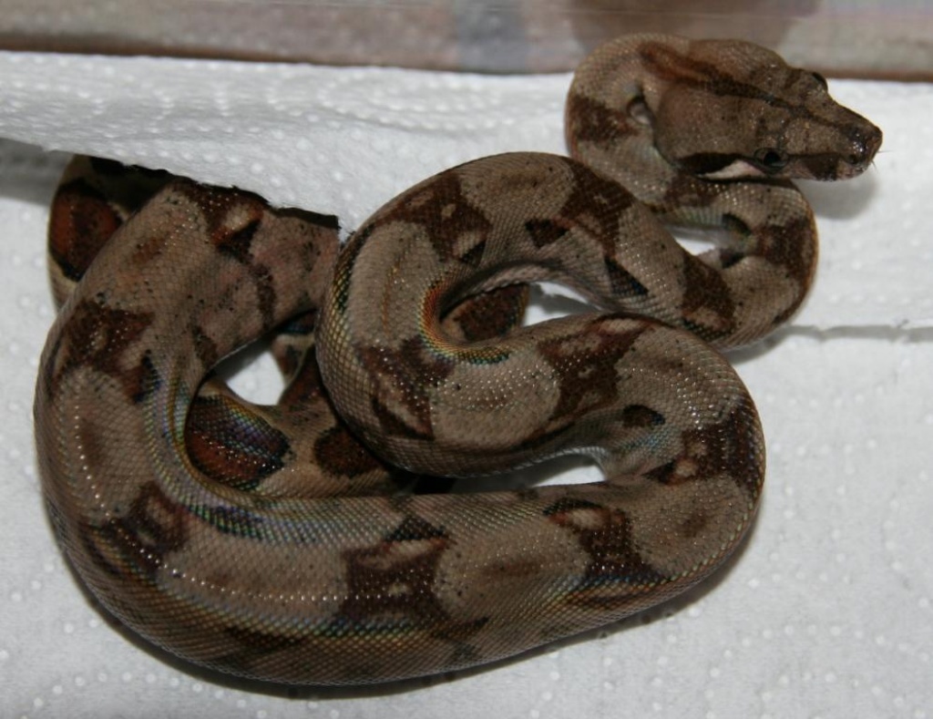 Boa constrictor imperator – Ecuador - Boa