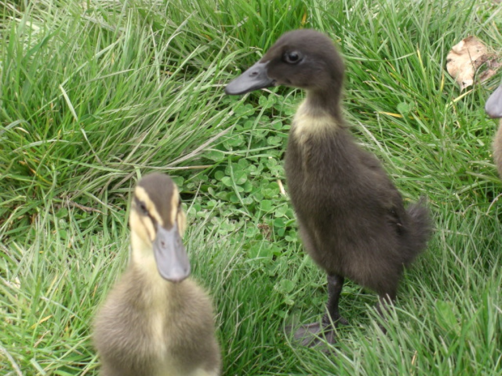 Nutztiere - Enten Tieranzeigen Seite 12