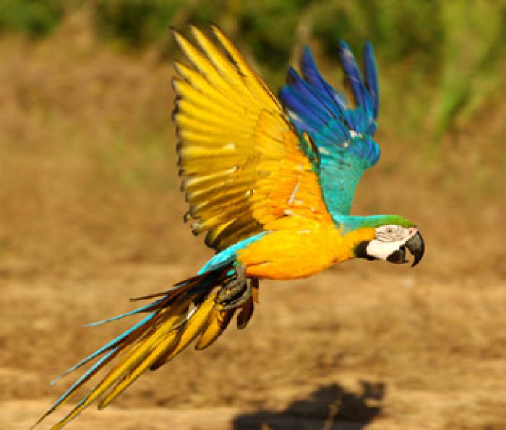 Vögel - Papageien - Gelbbrust Tieranzeigen Seite 1