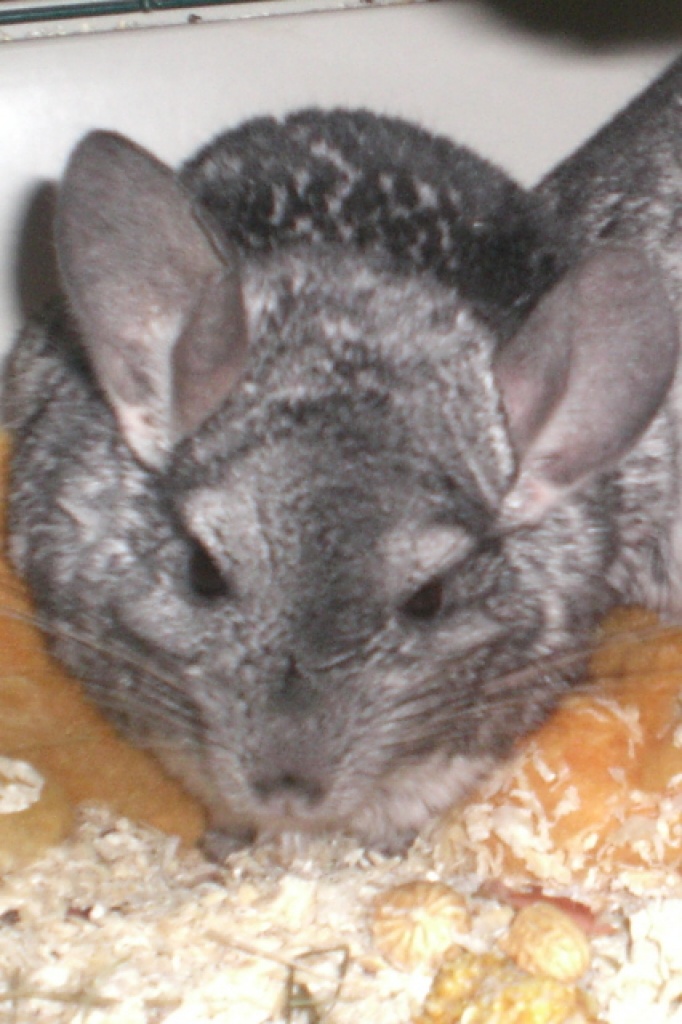 Chinchilla aus Zeitgründen kostenlos abzugeben - Chinchillas