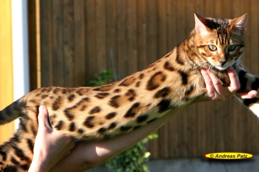 Extrem anhängliche Bengalkatzen, Bengalen der neuen Generation mit