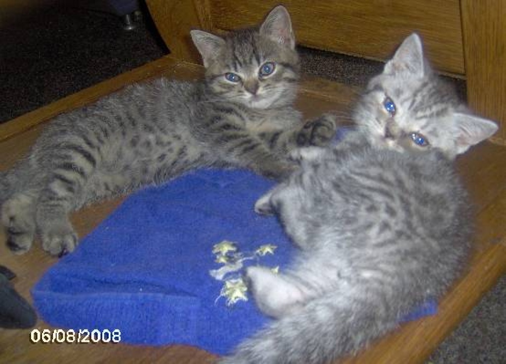 Katzen Rassekatzen British Kurzhaar Tieranzeigen Seite 51