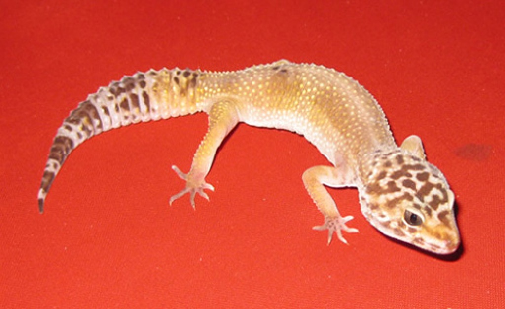 Tieranzeigen Leopardgecko Kleinanzeigen