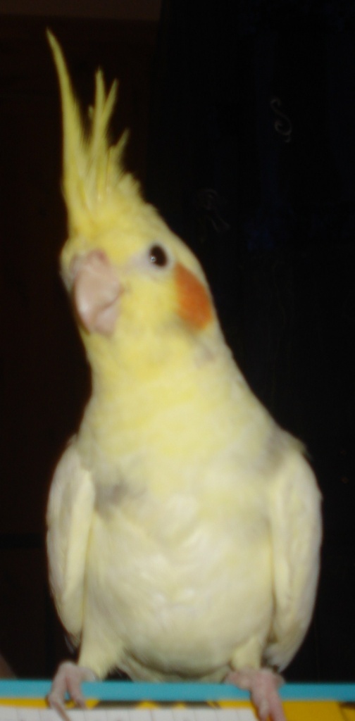 Tieranzeigen Nymphensittich Kleinanzeigen