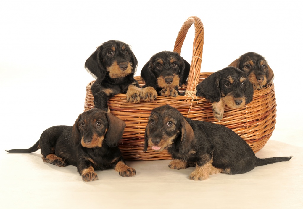 Hunde-Trimmmesser Für Rauhaardackel & Terrier – Mit Ergonomischem Holzgriff & Scharfen Edelstahlklingen, 17 Cm, Für Rechtshänder