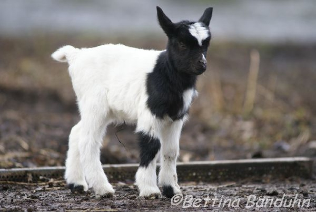 Tieranzeigen Zwergziege Kleinanzeigen