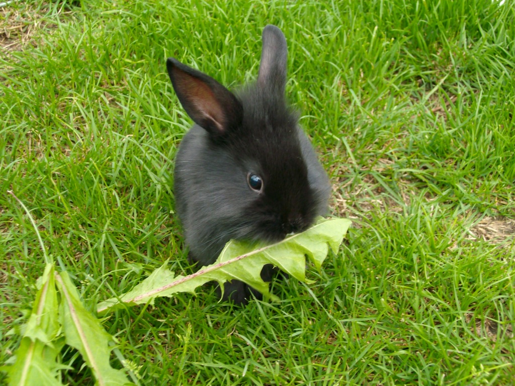 Tieranzeigen Löwenkopfkaninchen Kleinanzeigen