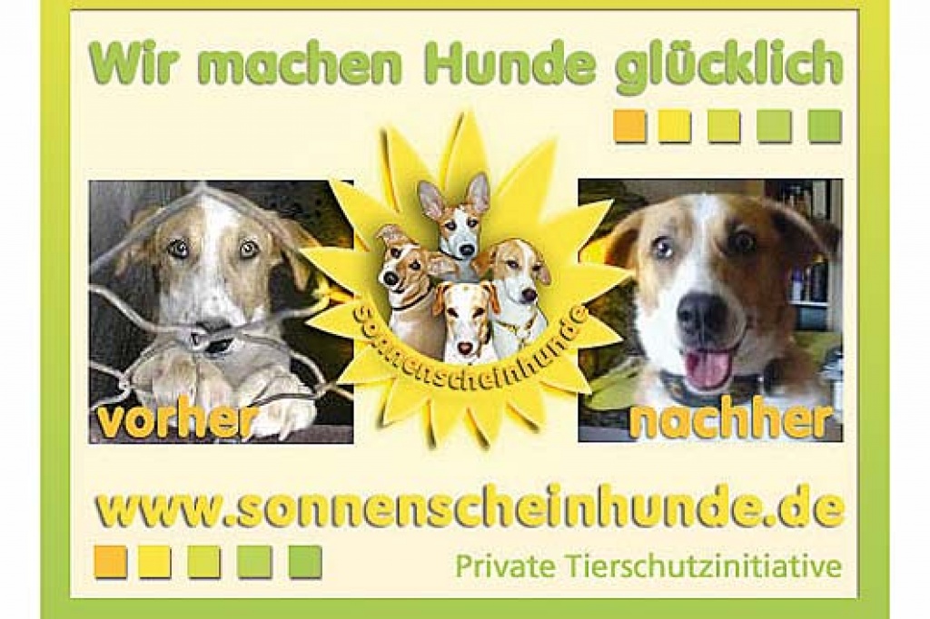 Wir Suchen Ein Zuhause Hunde