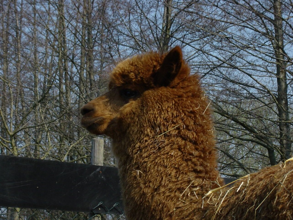 Tieranzeigen Alpakahengst Kleinanzeigen