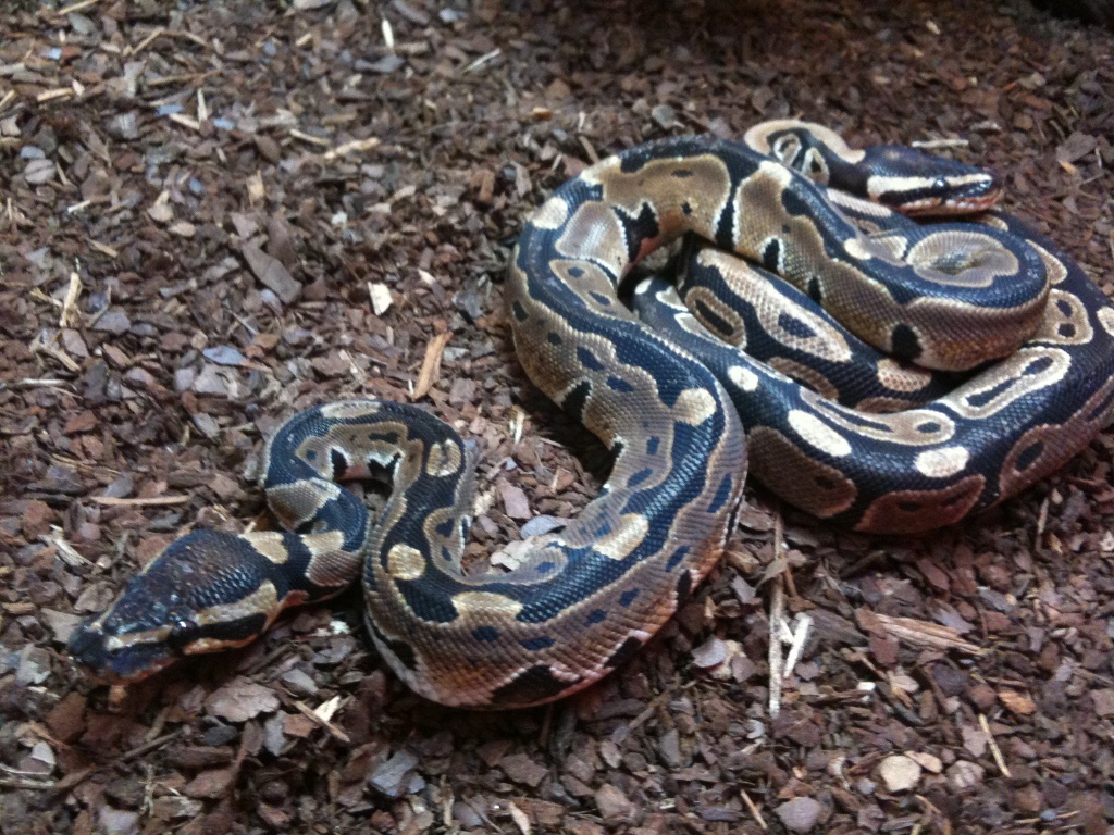 Reptilien - Schlangen - Python Tieranzeigen Seite 13