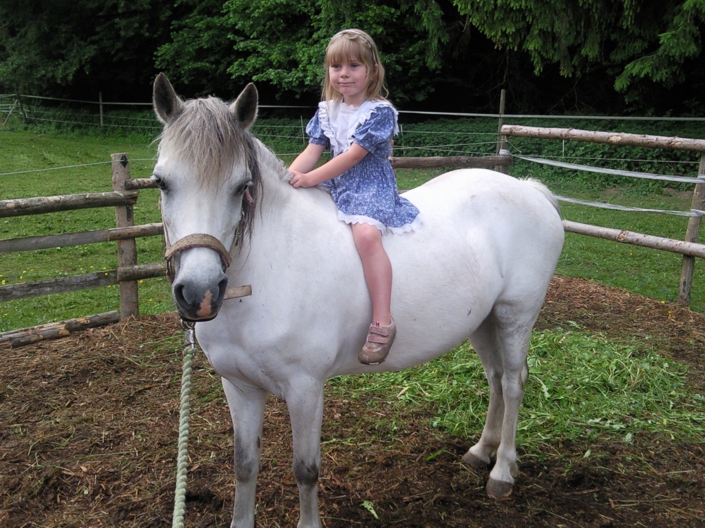 Welsh A Schimmelstute - Ponys und Kleinpferde