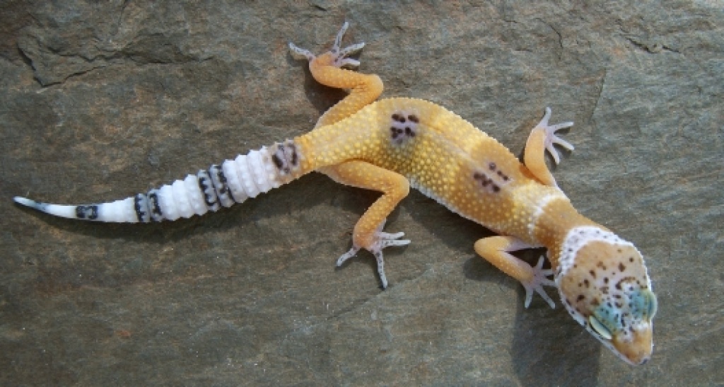 3 Leopardgeckos Hypo/ Superhypo+Terrarium - Geckos