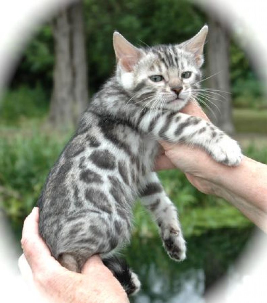 Featured image of post Charakter Bengalen Katze