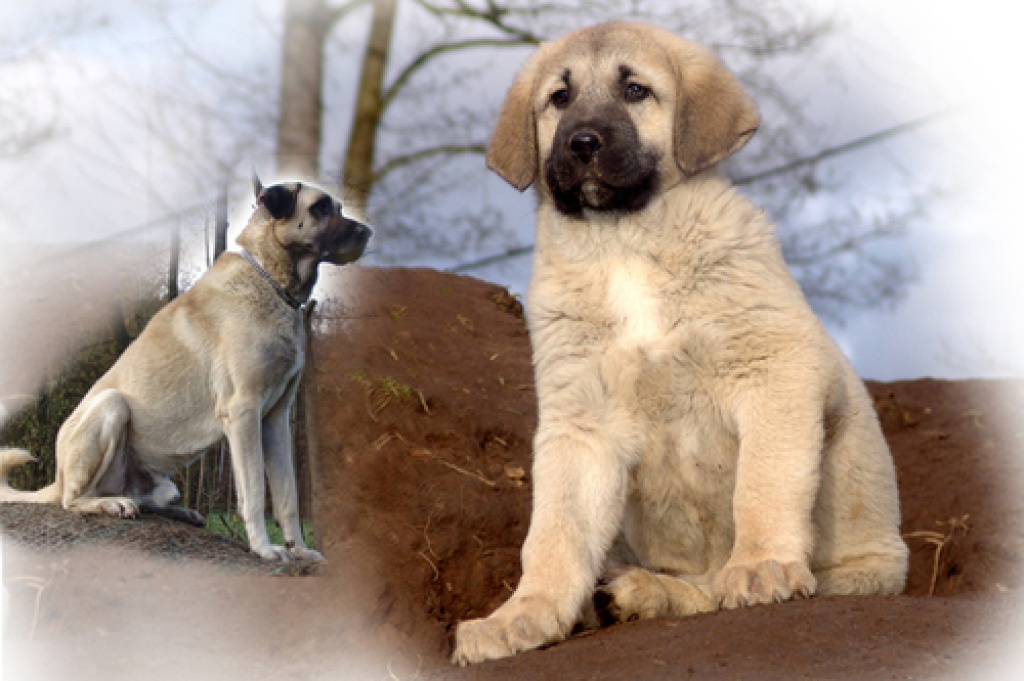 Wunderschöne Sivas Kangal Welpen - Der Wächter & Freund ...