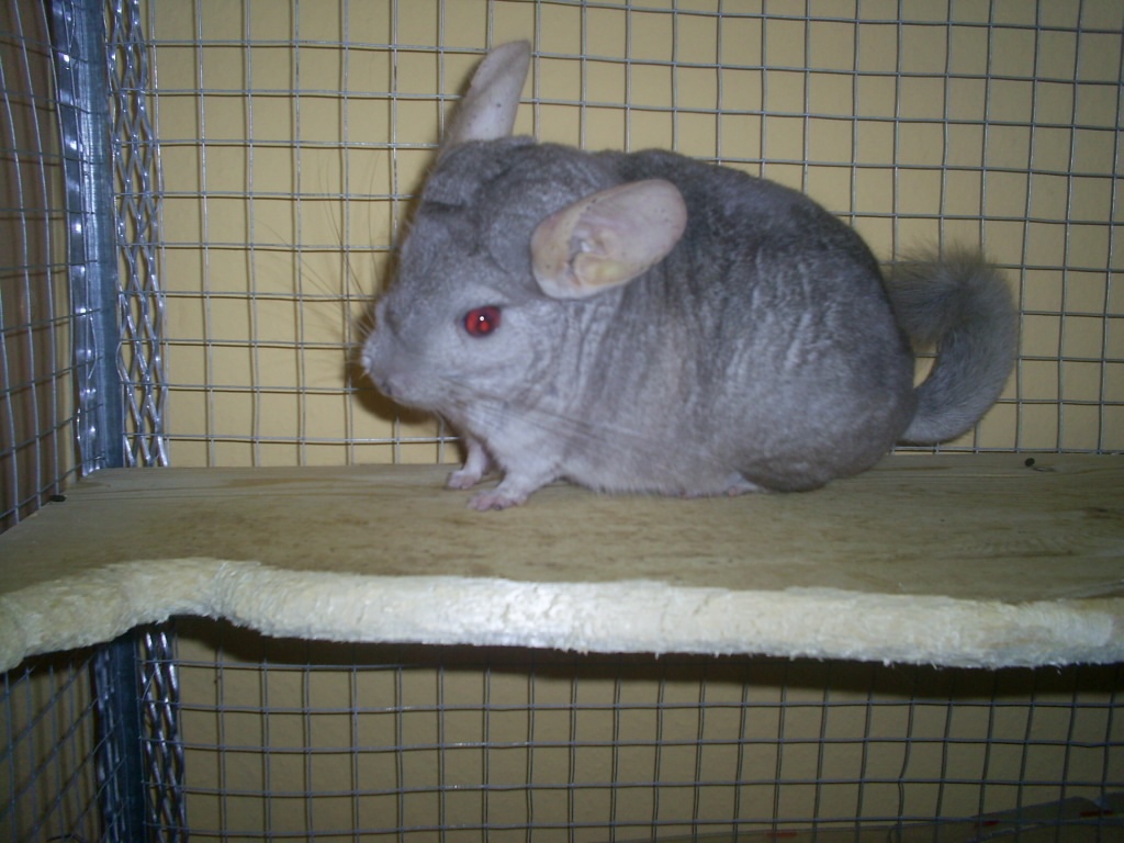 Chinchilla In Elskop Tiermarkt Tiere Kaufen Quoka De