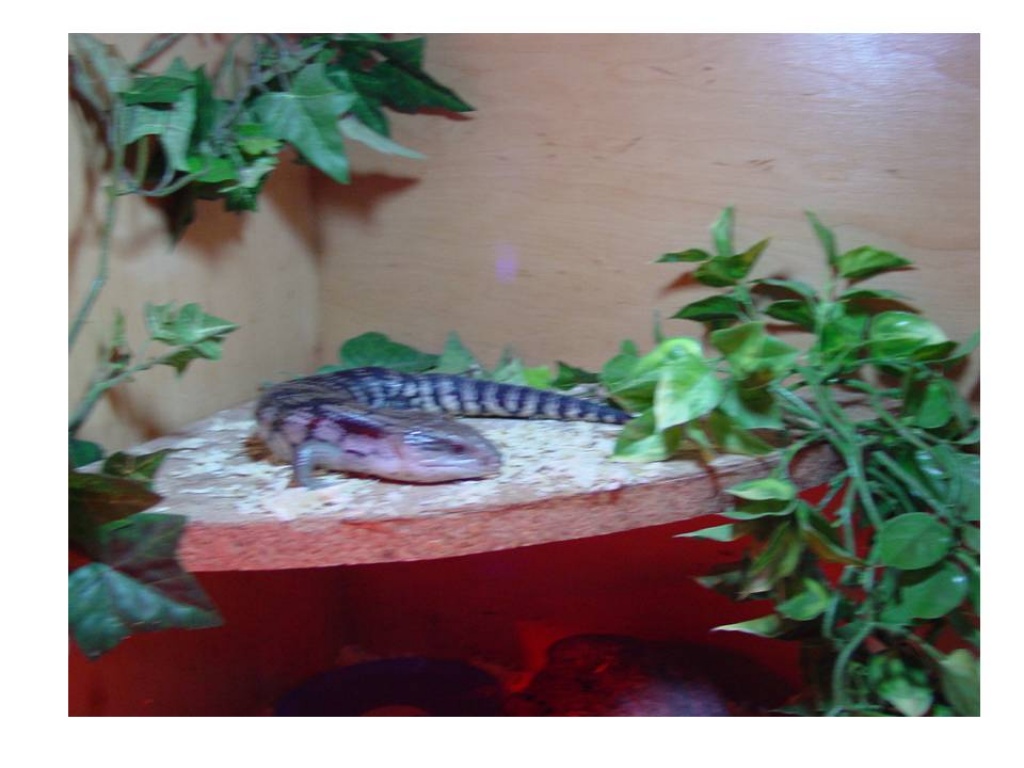 Tieranzeigen Blauzungenskink Kleinanzeigen