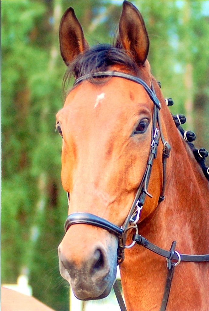 Tieranzeigen Springpferd Kleinanzeigen