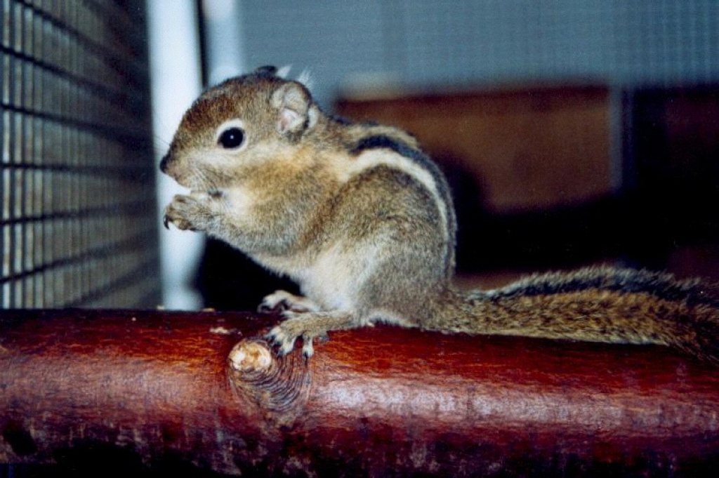 Baumstreifenhörnchen - Hörnchen