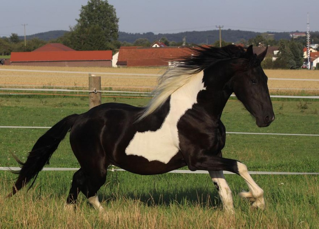 Tieranzeigen Knabstrupper Kleinanzeigen