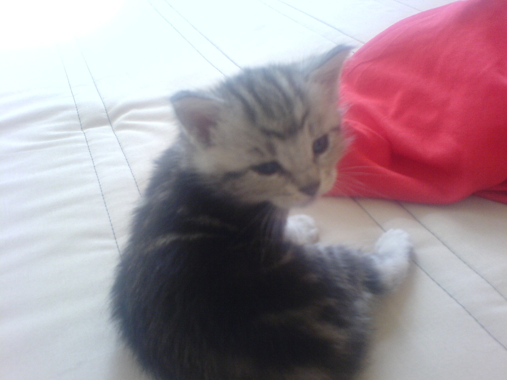 5 Main Coon Mix Kitten Abzugeben Mischlinge