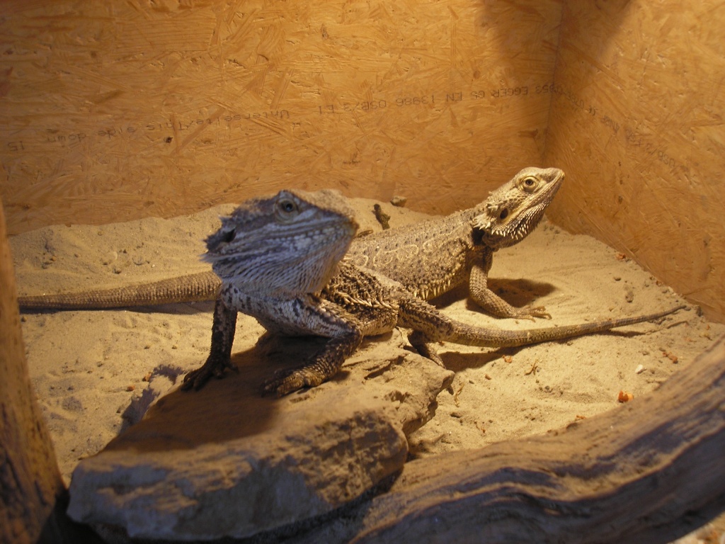 Zwei Bartagamen abzugeben!!! Pogona Vitticeps - F461Df75a37571b9f906e0D01053a