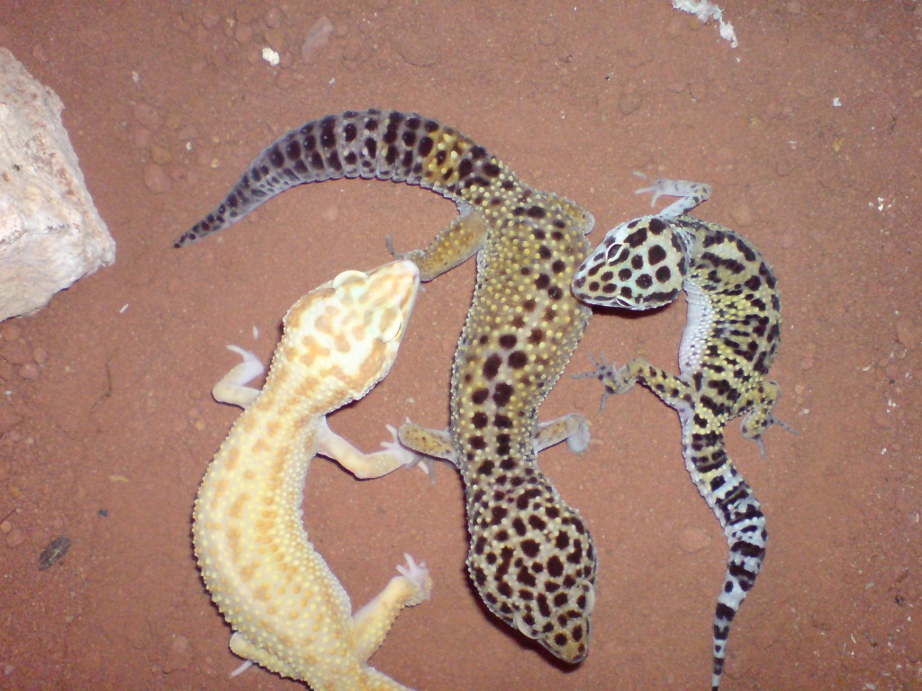 Biete 8 Leopardgeckos Verschiedene Farbformen · Geckos