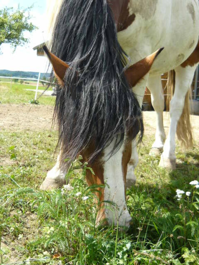 Reitbeteiligung Auf Isländerstute Zu Vergeben Delmenhorst · Reitbeteiligung