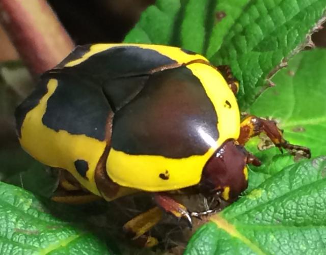 Pachnoda sinuata flaviventris - Rosenkäfer Südafrikanischer Fruchtkäfer ...