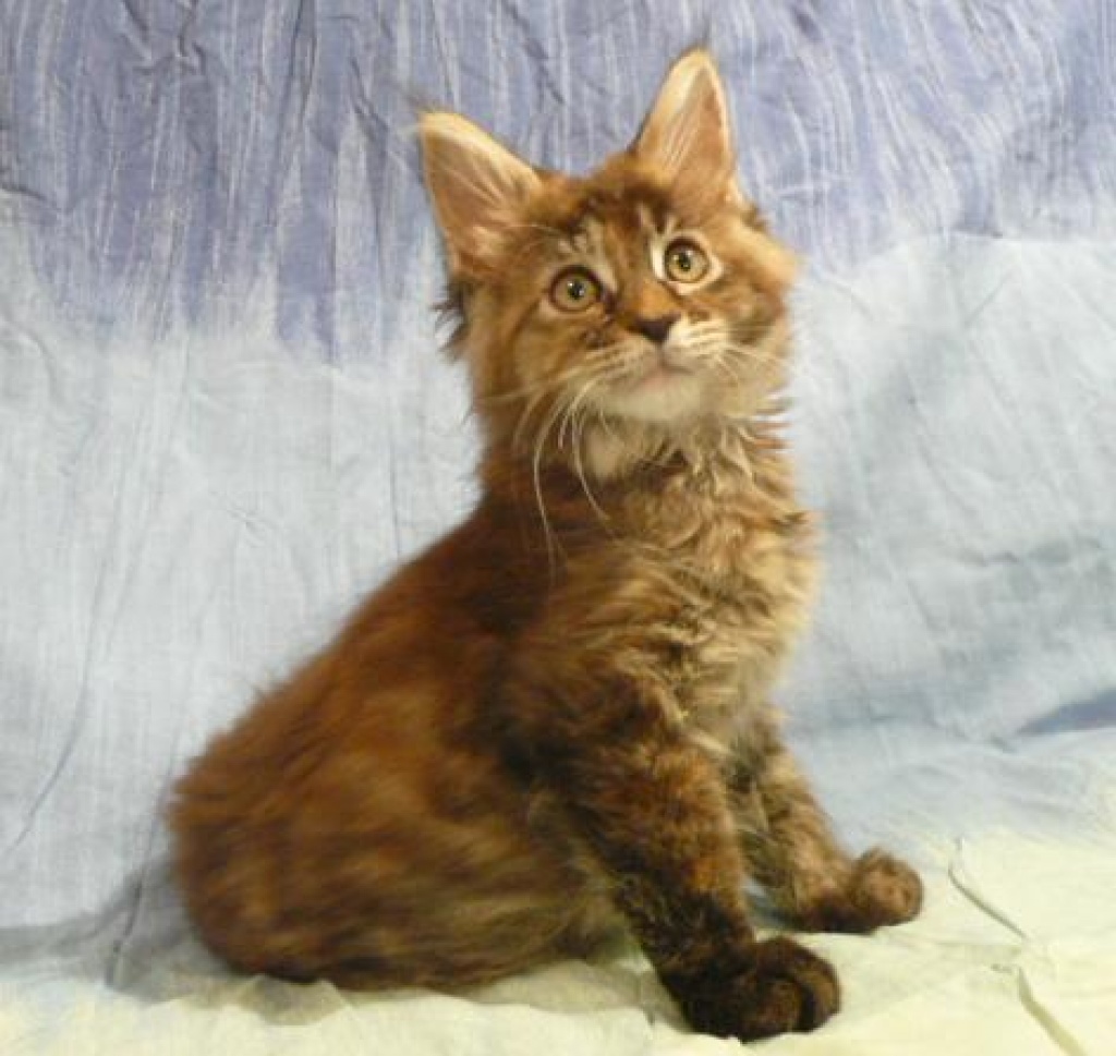 MAINE COON Kitten, Coonie · Maine Coon