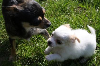 Typvolle Chihuahuahündin mit Papieren