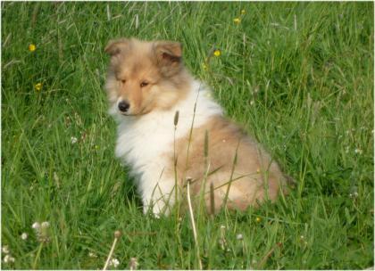 Wunderschöne Colliewelpen, gold-sable tric.