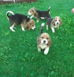 Schöne Beagle Welpen mit Papiere suchen ein zuhause whatsapp Nummer 4915217825