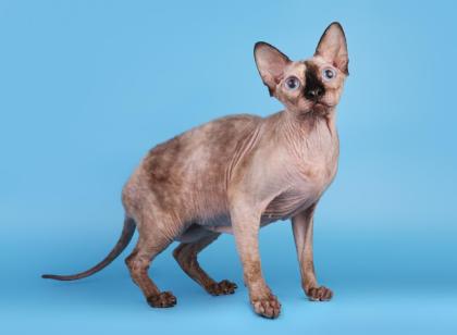 Reinrassige Kanadische Sphynx Katze