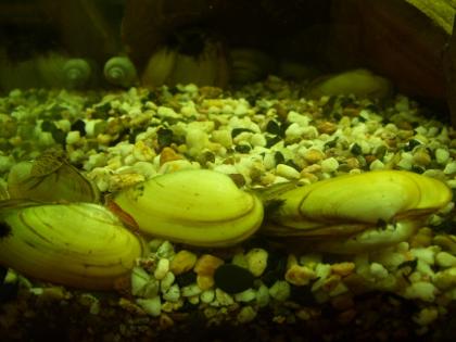 Biete Teichmuscheln versch. Arten Muscheln Teich Aquarium