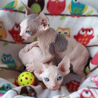 Reinrassige kanadische Sphynx-Nacktkatzen