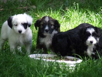 Traum schoene Chinese Crested Welpen