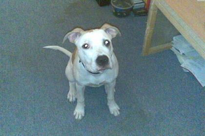 Pit-Bull-Stafford-Mix